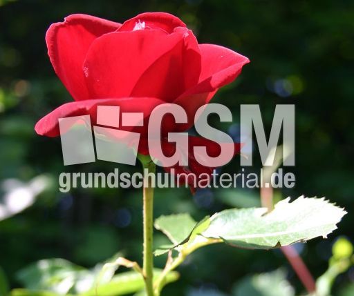 Rose-erblueht-3.jpg